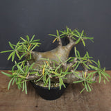 P.グラキリス  1173【綴化】