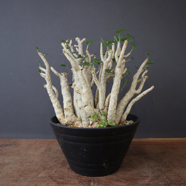 塊根植物 – 11ページ目 – TaiShoDo ONLINE SHOP