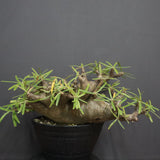 P.グラキリス  1173【綴化】