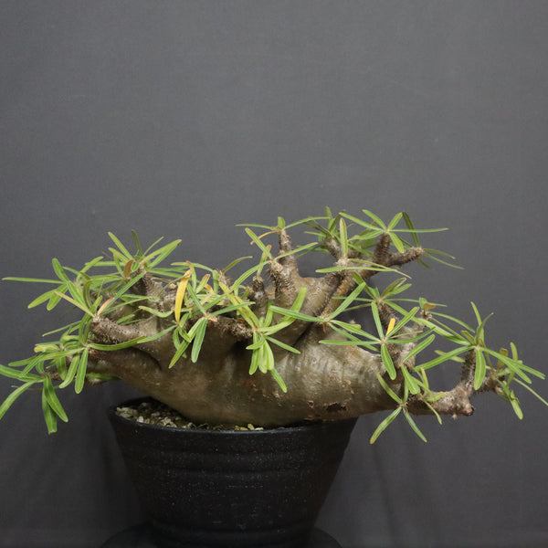 P.グラキリス  1173【綴化】