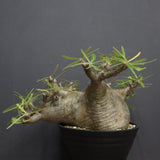 P.グラキリス  1173【綴化】