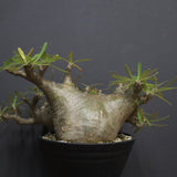 P.グラキリス  1173【綴化】