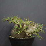 P.グラキリス  1173【綴化】