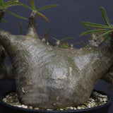 P.グラキリス  1173【綴化】