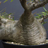 P.グラキリス  1173【綴化】