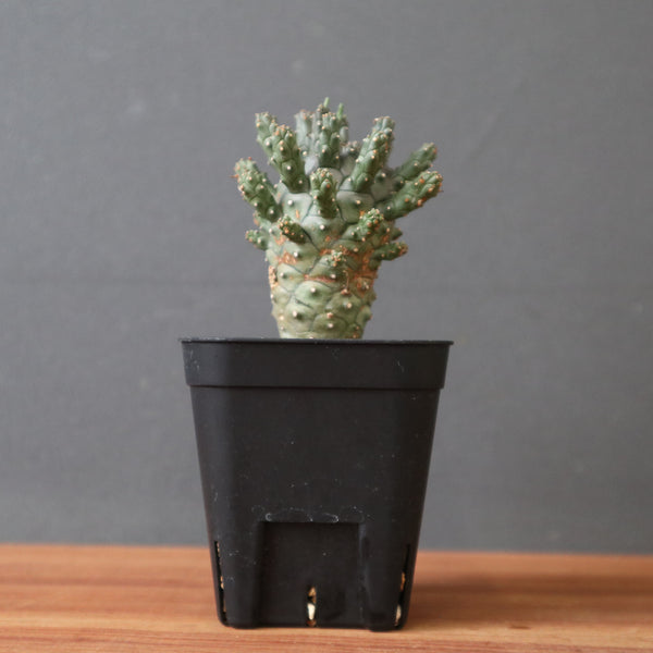 TaiShoDo ONLINE SHOP 塊根植物 多肉植物通販