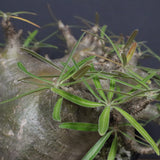 P.グラキリス  1173【綴化】