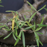 P.グラキリス  1173【綴化】