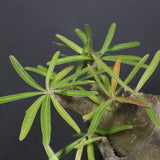 P.グラキリス  1173【綴化】