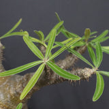 P.グラキリス  1173【綴化】