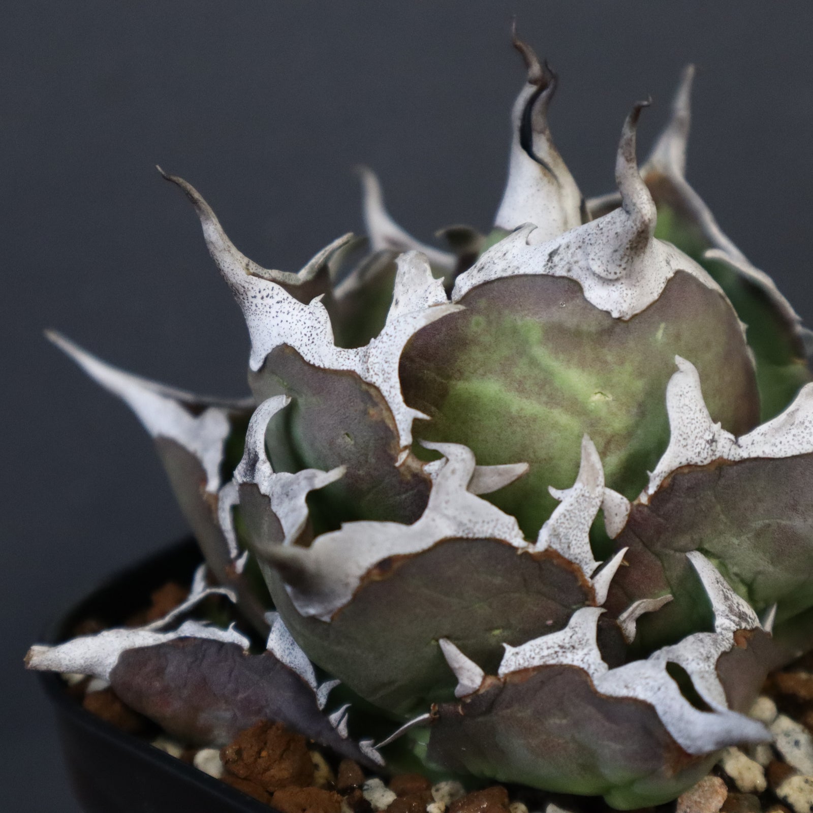DRAGON AGAVE】アガベ 精品 黒帝期 EC1305 – TaiShoDo ONLINE SHOP