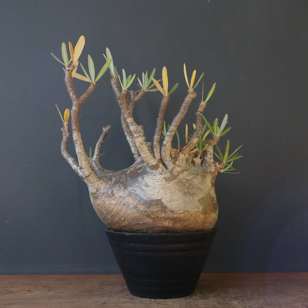 P.グラキリス 398【綴化】