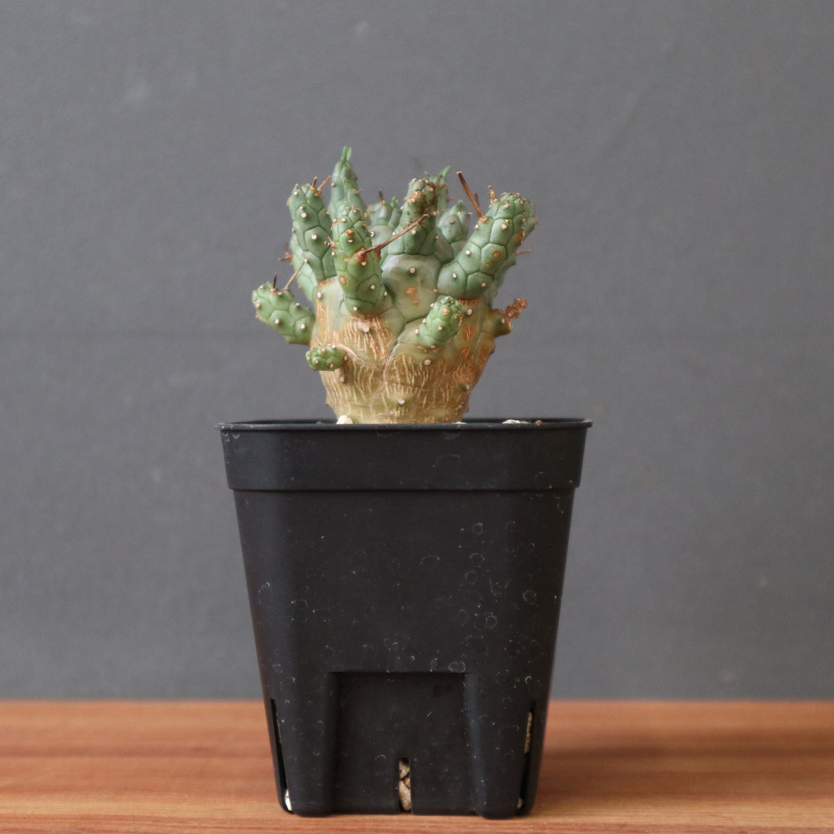 TaiShoDo ONLINE SHOP 塊根植物 多肉植物通販