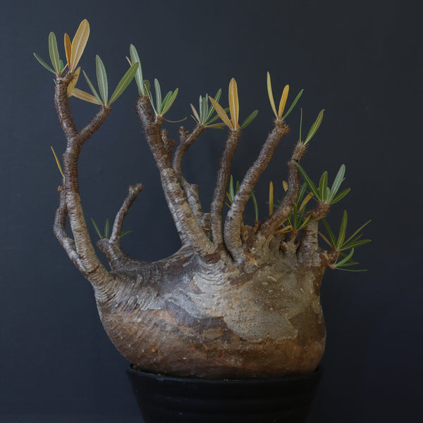 P.グラキリス 398【綴化】