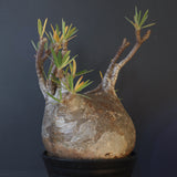 P.グラキリス 398【綴化】