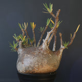 P.グラキリス 398【綴化】