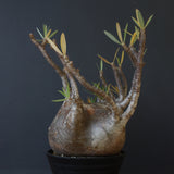 P.グラキリス 398【綴化】