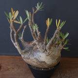 P.グラキリス 398【綴化】