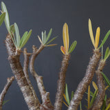 P.グラキリス 398【綴化】