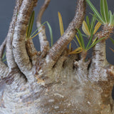 P.グラキリス 398【綴化】