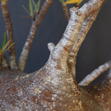 P.グラキリス 398【綴化】