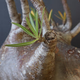 P.グラキリス 398【綴化】