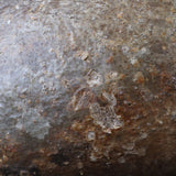 P.グラキリス 398【綴化】