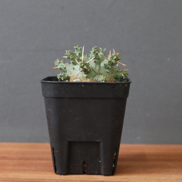 E.アストロフォラ EC2876 – TaiShoDo ONLINE SHOP