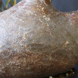 P.グラキリス 398【綴化】