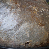 P.グラキリス 398【綴化】