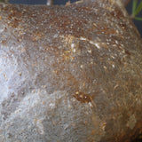 P.グラキリス 398【綴化】