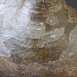 P.グラキリス 398【綴化】