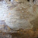 P.グラキリス 398【綴化】