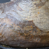 P.グラキリス 398【綴化】