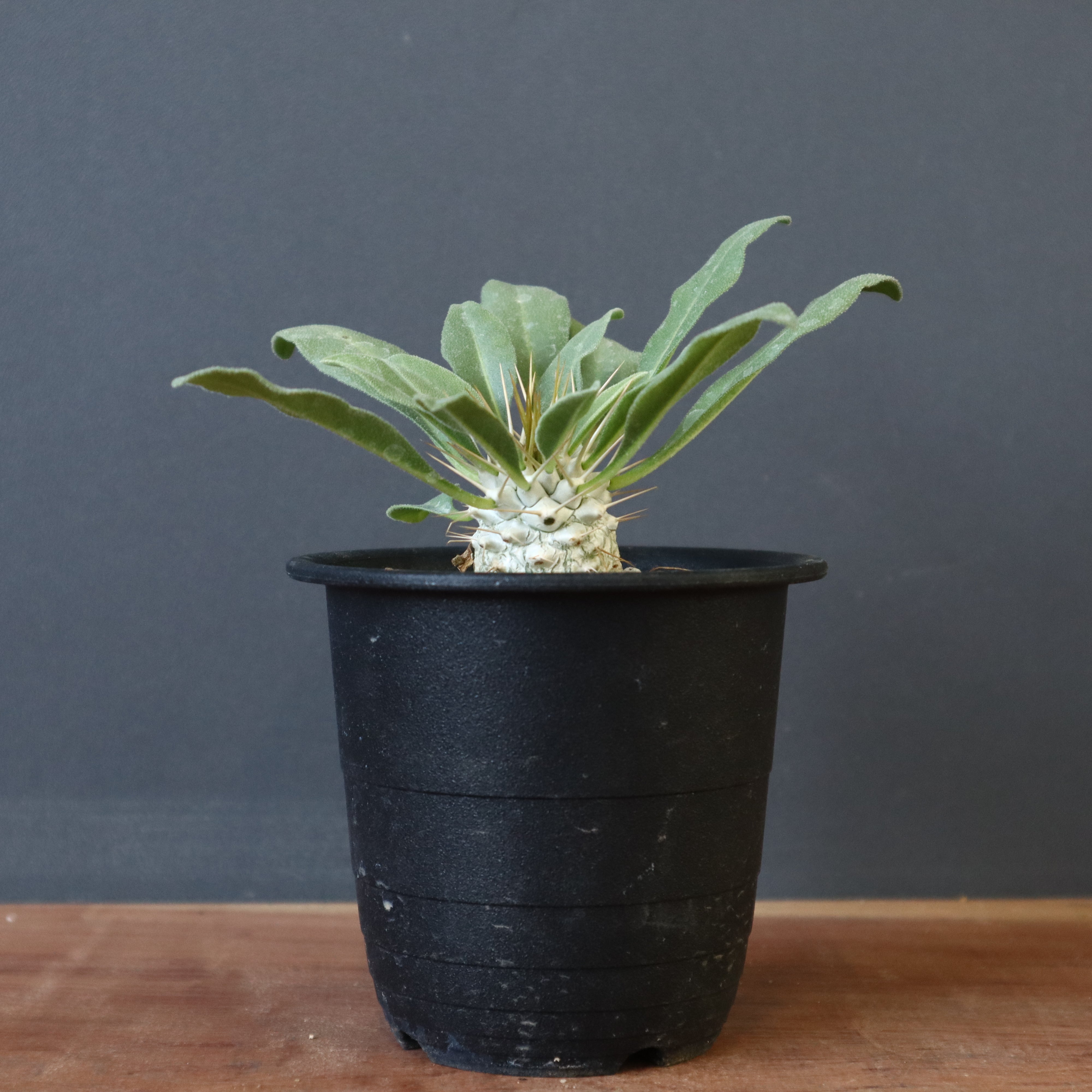 植物売出し情報① 2月10日～ | 輸入植物・希少植物専門店