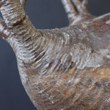 P.グラキリス 398【綴化】