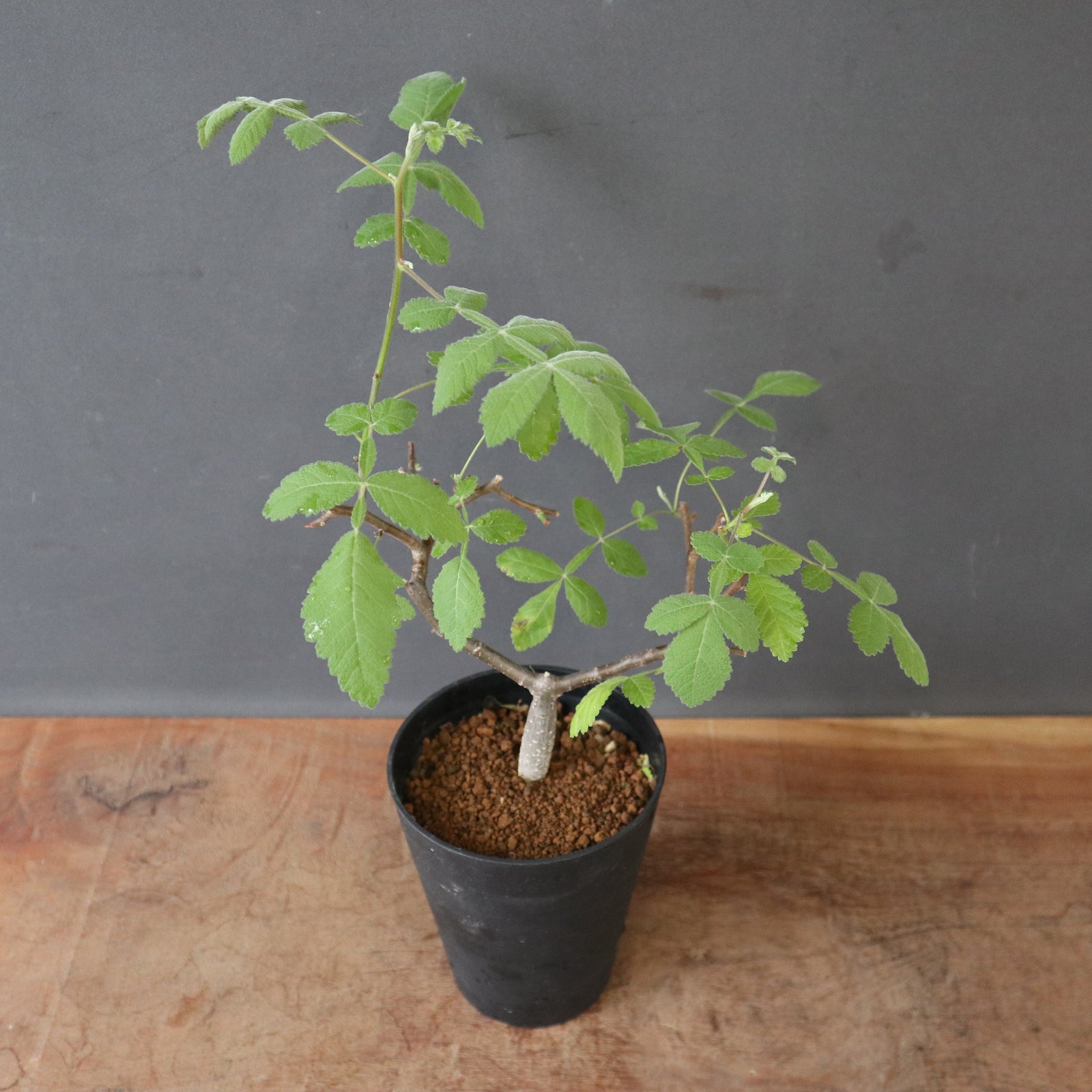 B.コパリフェラ（実生） EC3302 – TaiShoDo ONLINE SHOP