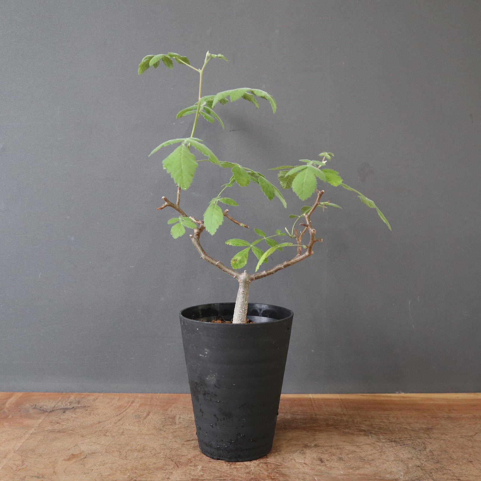 B.コパリフェラ（実生） EC3302 – TaiShoDo ONLINE SHOP
