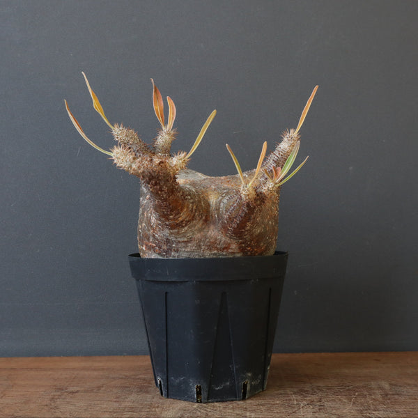 P.グラキリス1244【綴化】