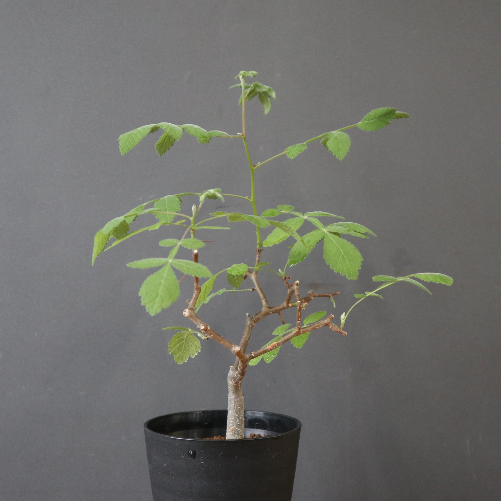 B.コパリフェラ（実生） EC3302 – TaiShoDo ONLINE SHOP