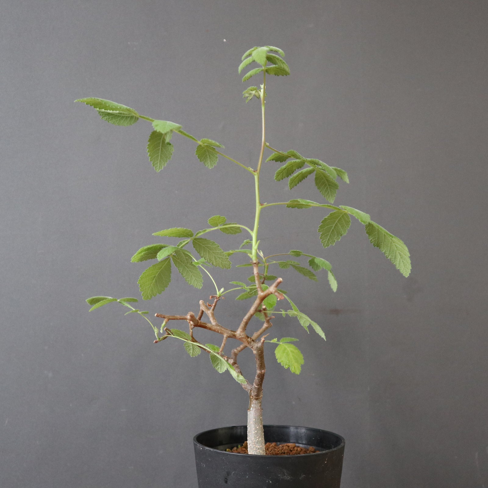 B.コパリフェラ（実生） EC3302 – TaiShoDo ONLINE SHOP