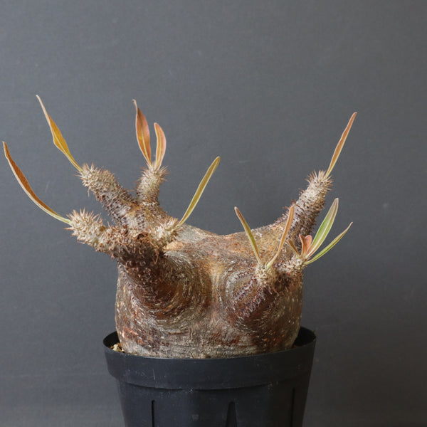 P.グラキリス1244【綴化】