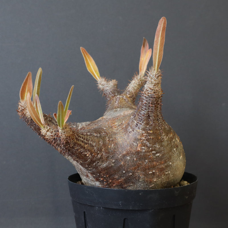 P.グラキリス1244【綴化】 – TaiShoDo ONLINE SHOP