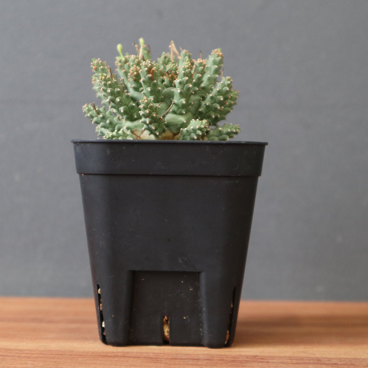 塊根植物 – 19ページ目 – TaiShoDo ONLINE SHOP