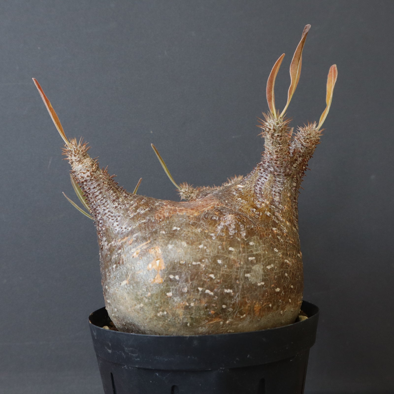 パキポディウム・グラキリス⑫ P.グラキリス1244【綴化】 – TaiShoDo ONLINE SHOP