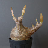 P.グラキリス1244【綴化】