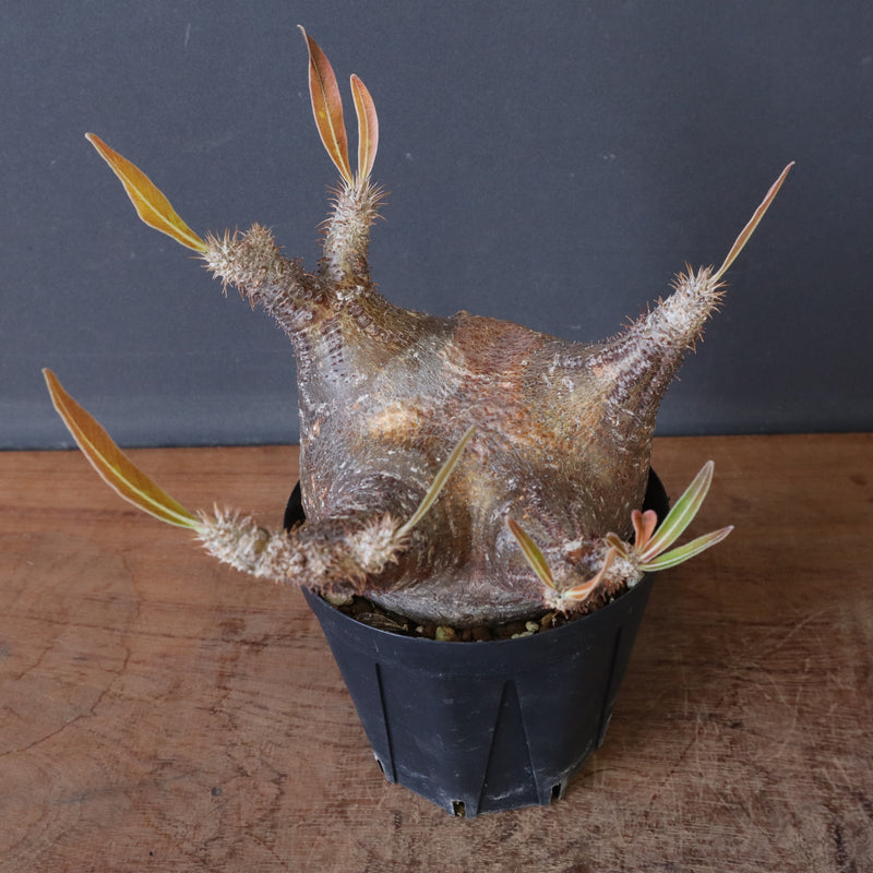 P.グラキリス1244【綴化】 – TaiShoDo ONLINE SHOP