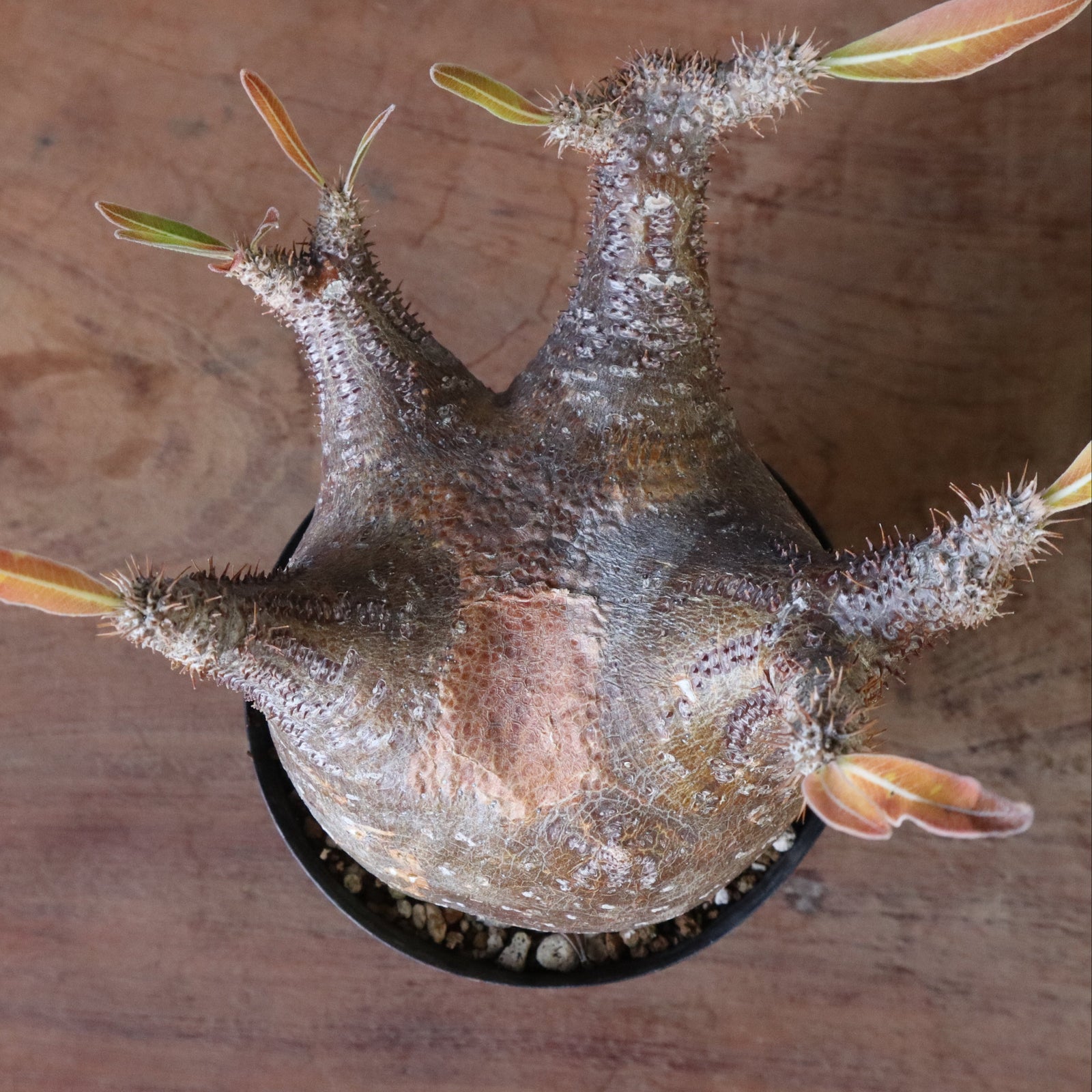 パキポディウム・グラキリス⑫ P.グラキリス1244【綴化】 – TaiShoDo ONLINE SHOP