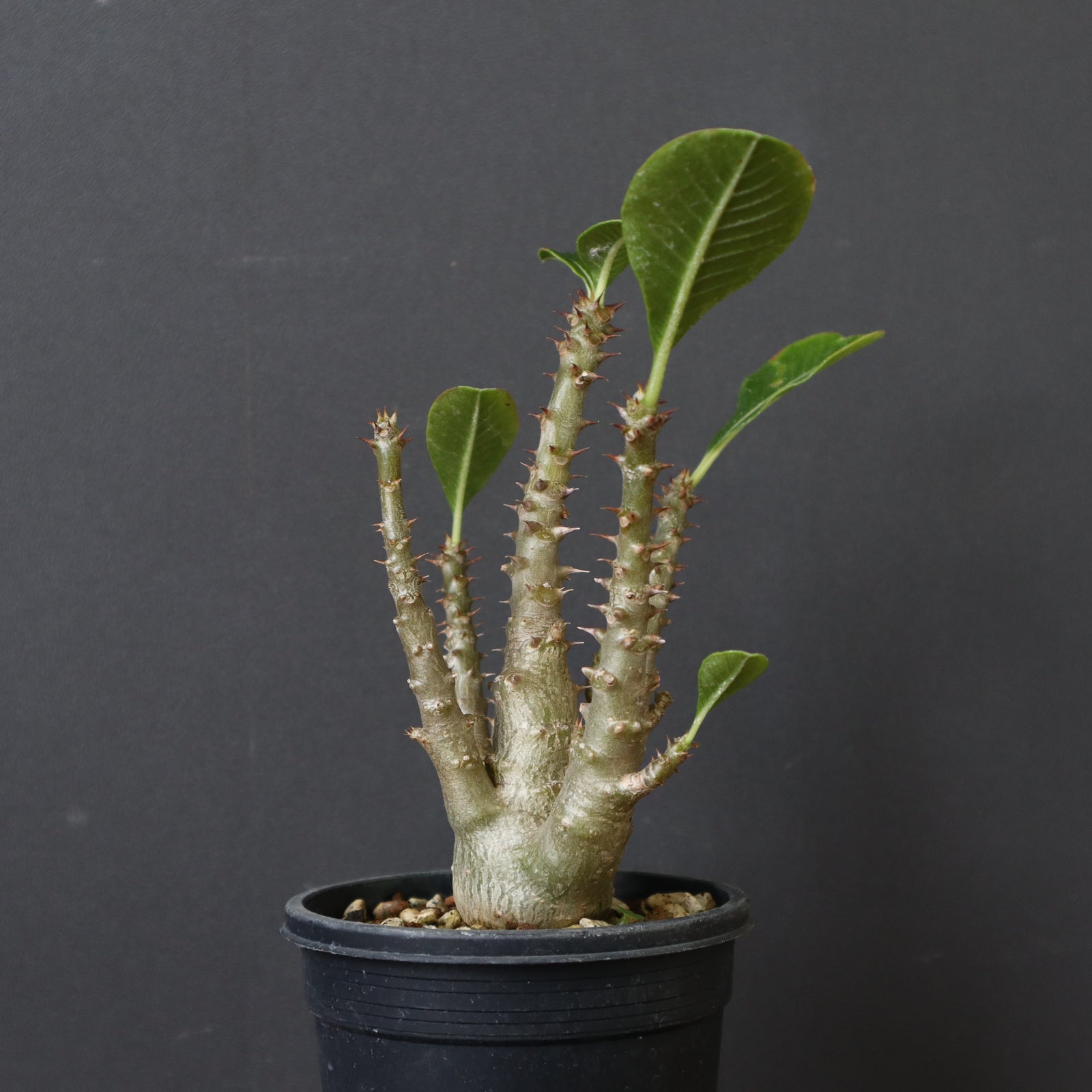 パキポディウム　ウィンゾリー 実生 パキポディウム：ウィンゾリー（実生） 4号鉢植え23-02 の通販 | 園芸