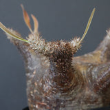 P.グラキリス1244【綴化】